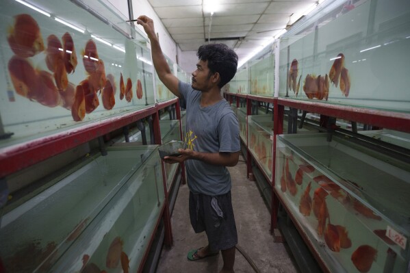 A worker feeds tropical fish at a aquarium in Johor Bahru town at Johor state, Saturday, Sept. 28, 2024. (AP Photo/Vincent Thian)